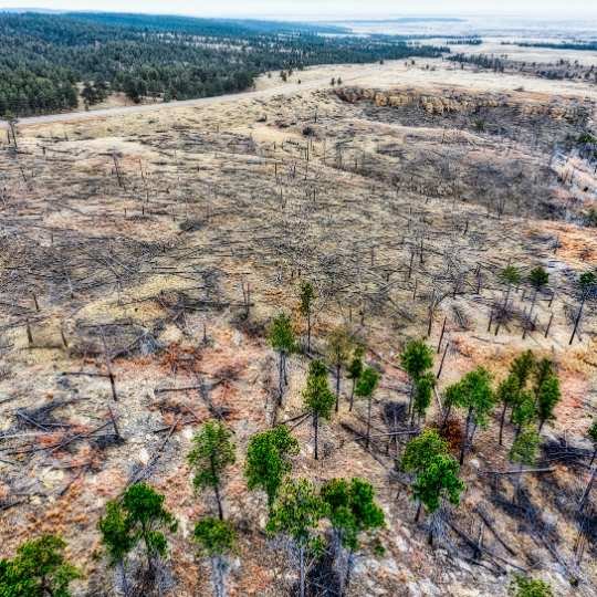 Desmatamento florestal causado por prática predatória ao meio ambiente.