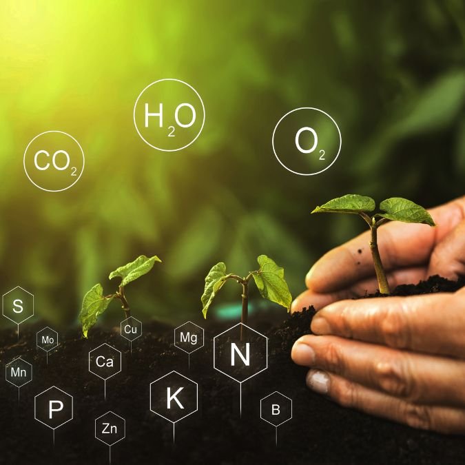 Nutrientes que vêm da terra e estão presentes nos alimentos base da dieta vegana.